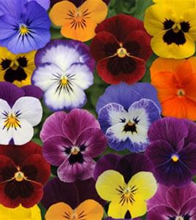 Viola Sorbet® XP Autumn Select Mix